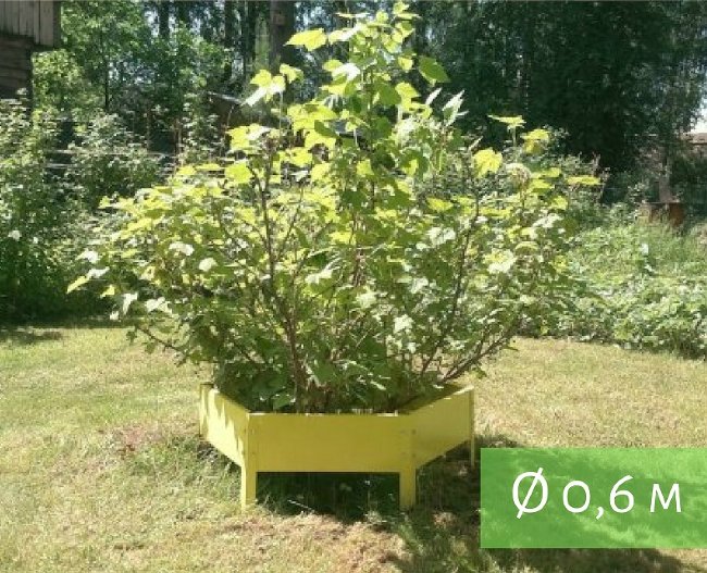 Клумба "Сота" 300 в Петропавловске-Камчатском